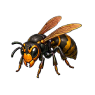 case_frelon_001.png