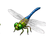case_libelulle_001.png