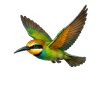 case_oiseaux_001.png