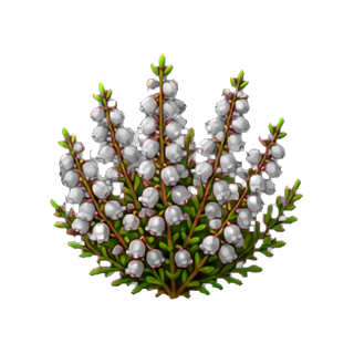 plante_bruyere.png