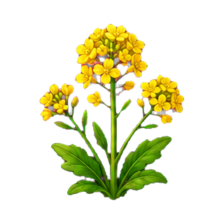 plante_colza.png