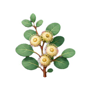 plante_eucalyptus.png