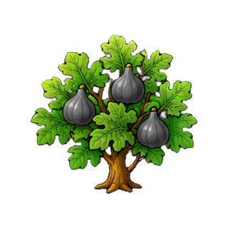 plante_figue.png