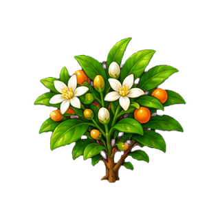 plante_fleur_doranger.png