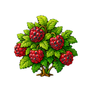 plante_framboise.png