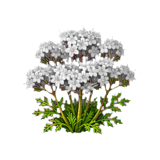 plante_gelee_royale.png