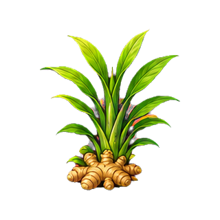 plante_gingembre.png