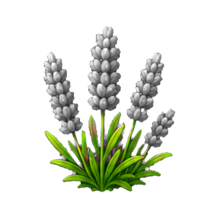 plante_lavande.png
