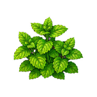 plante_menthe.png