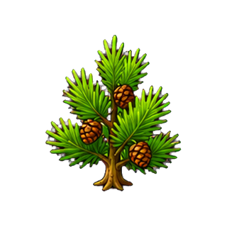 plante_miellat_de_pin.png