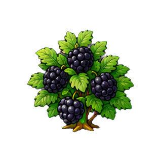 plante_mure.png