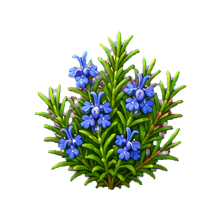 plante_romarin.png