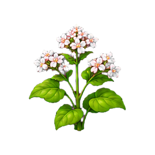 plante_sarrasin.png