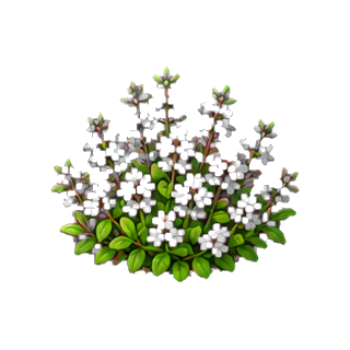 plante_thym.png
