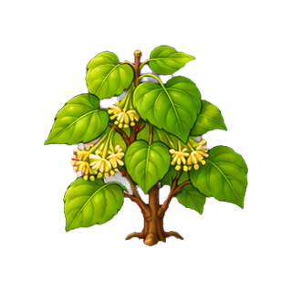 plante_tilleul.png